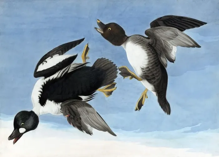 Framed Print : Common Goldeneye, 1845 Framed Print : Common Goldeneye, 1845