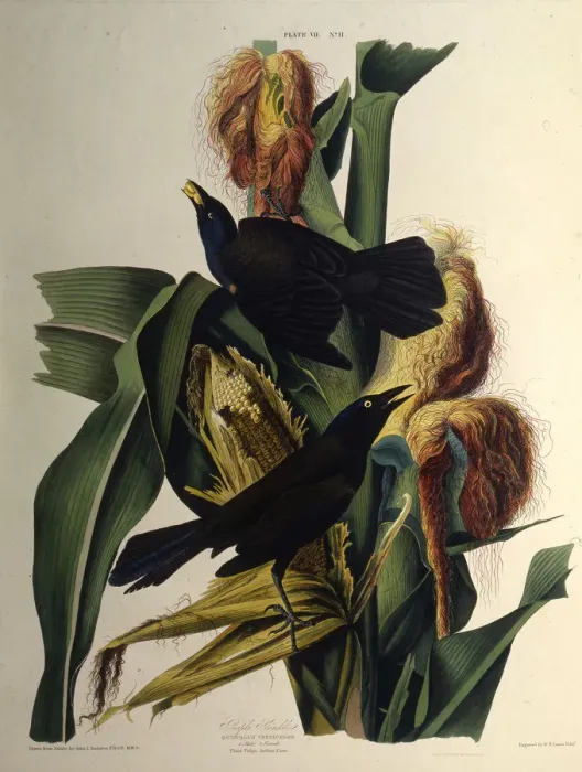 Framed Print : The common grackle. From The Birds of America, 1827-1838. Creator: Audubon Framed Print : The common grackle. From The Birds of America, 1827-1838. Creator: Audubon
