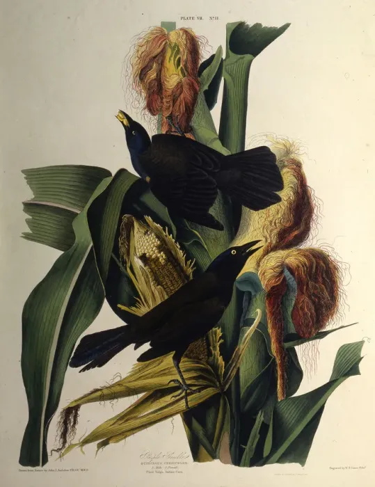 Framed Print : The common grackle. From The Birds of America, 1827-1838. Creator: Audubon Framed Print : The common grackle. From The Birds of America, 1827-1838. Creator: Audubon