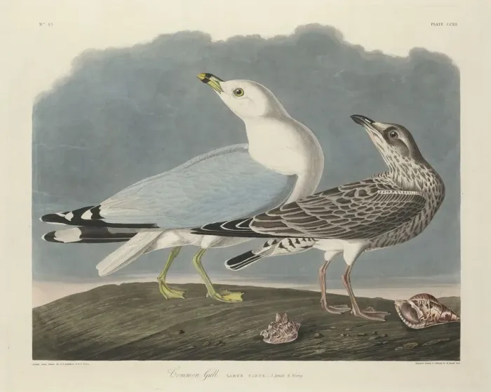 Framed Print : Common Gull, 1834. Creator: Robert Havell Framed Print : Common Gull, 1834. Creator: Robert Havell