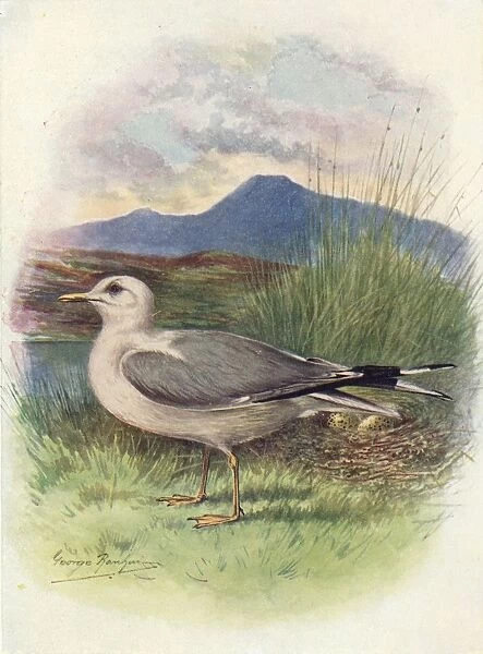 Common Gull - Lar us can us, c1910, (1910). Artist: George James Rankin