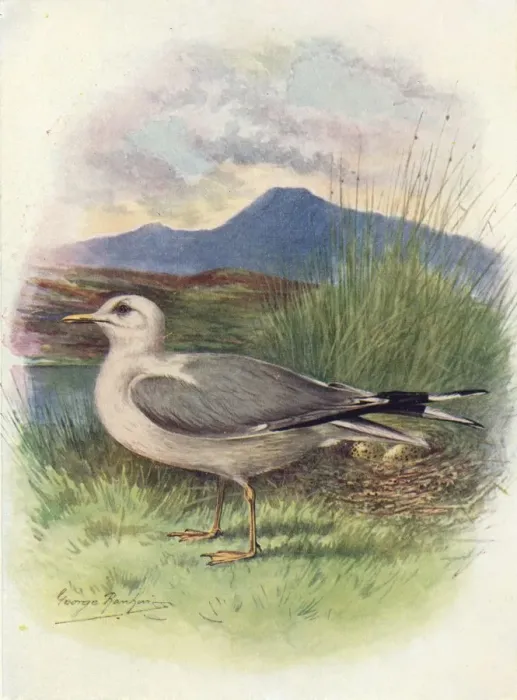 Framed Print : Common Gull - Lar us can us, c1910, (1910). Artist: George James Rankin Framed Print : Common Gull - Lar us can us, c1910, (1910). Artist: George James Rankin