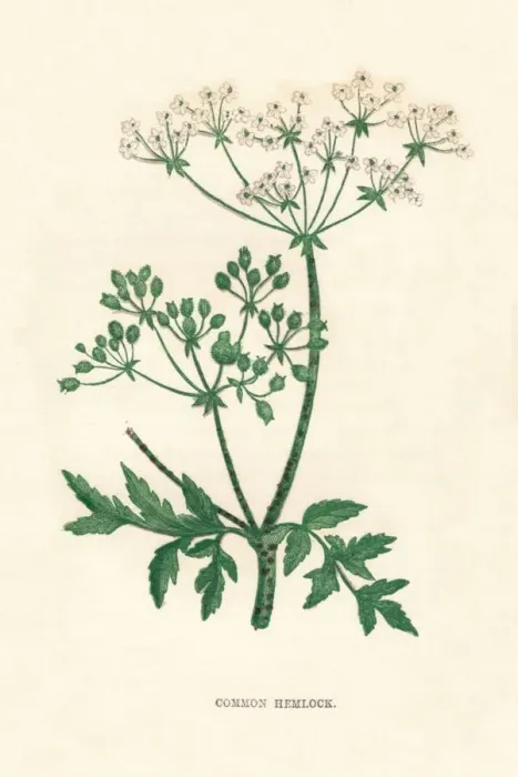 Framed Print : Common Hemlock, c1891, (1891). Artist: Anne Pratt Framed Print : Common Hemlock, c1891, (1891). Artist: Anne Pratt