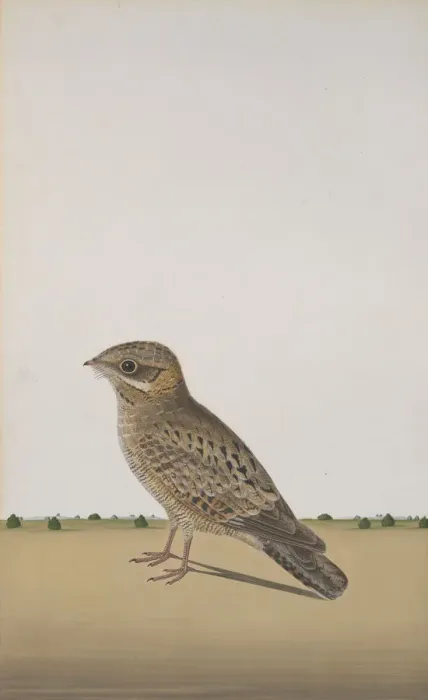Framed Print : A Common Indian Nightjar (Caprimulgus asiaticus), ca. 1780. Creator: Unknown Framed Print : A Common Indian Nightjar (Caprimulgus asiaticus), ca. 1780. Creator: Unknown