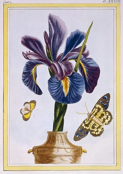Common Iris with Butterflies, pub. 1776. Creator: Pierre Joseph Buchoz (1731-1807)