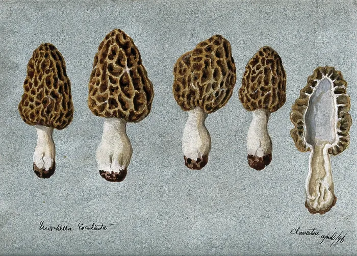 Framed Print : Common morel (Morchella esculenta): five fruiting bodies, one sectioned, 1896. Creator: Unknown Framed Print : Common morel (Morchella esculenta): five fruiting bodies, one sectioned, 1896. Creator: Unknown