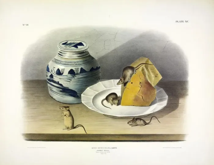 Framed Print : Common Mouse - Male, Female and Young, 1845 Framed Print : Common Mouse - Male, Female and Young, 1845