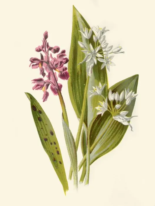 Framed Print : Common Orchis and Broad-Leafed Garlic, 1877. Creator: Frederick Edward Hulme Framed Print : Common Orchis and Broad-Leafed Garlic, 1877. Creator: Frederick Edward Hulme
