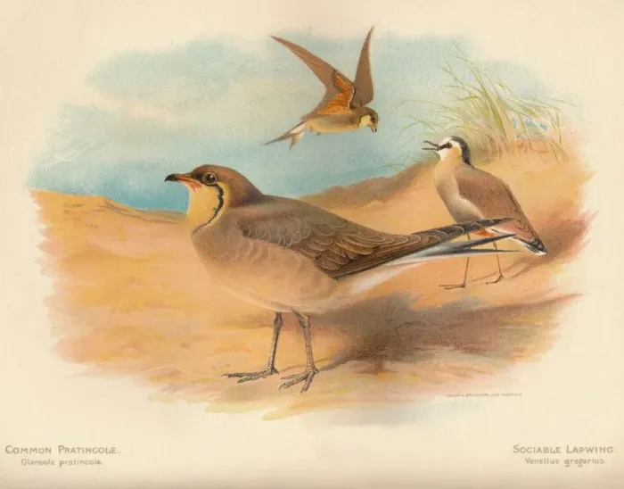 Framed Print : Common Pratincole (Glareola pratincola), Sociable Lapwing (Vanellus gregarius), 1900, (1900). Artist: Charles Whymper Framed Print : Common Pratincole (Glareola pratincola), Sociable Lapwing (Vanellus gregarius), 1900, (1900). Artist: Charles Whymper