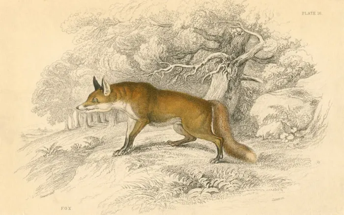 Framed Print : Common or red fox (Vulpes vulpes), 1828 Framed Print : Common or red fox (Vulpes vulpes), 1828