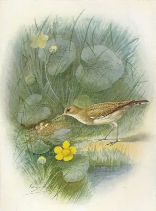 Framed Print : Common Sandpiper - To tanus hypoleu cus, c1910, (1910). Artist: George James Rankin Framed Print : Common Sandpiper - To tanus hypoleu cus, c1910, (1910). Artist: George James Rankin