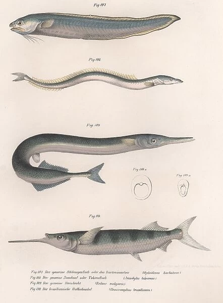 Common snake fish. Common sand eel. Common Hornhecht. Brazilian halfbeak, c. 1850s