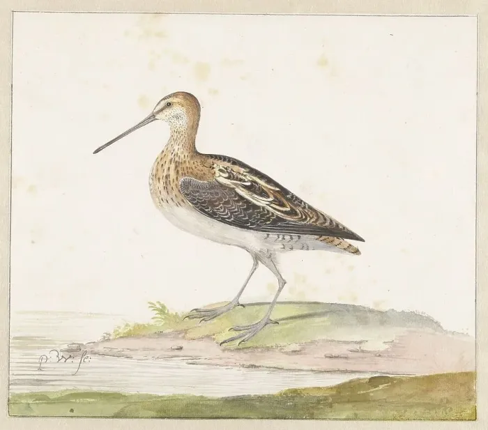 Framed Print : Common Snipe (Gallinago gallinago), c.1687-c.1692. Creator: Pieter Withoos Framed Print : Common Snipe (Gallinago gallinago), c.1687-c.1692. Creator: Pieter Withoos