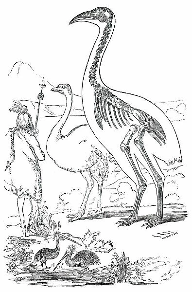 Comparative Sizes of Dinornis, Ostrich, and New Zealander, 1850. Creator: Unknown