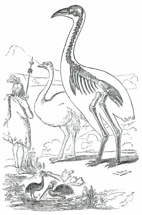 Framed Print : Comparative Sizes of Dinornis, Ostrich, and New Zealander, 1850. Creator: Unknown Framed Print : Comparative Sizes of Dinornis, Ostrich, and New Zealander, 1850. Creator: Unknown