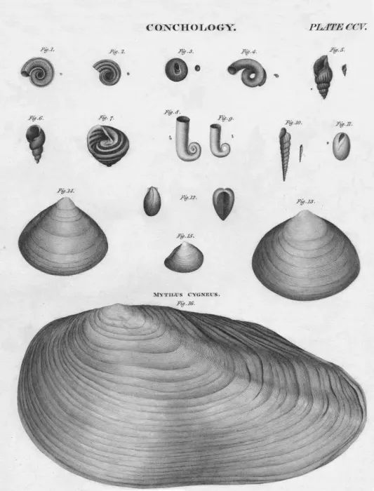 Framed Print : Conchology, early 19th century. Creator: J Moffat Framed Print : Conchology, early 19th century. Creator: J Moffat