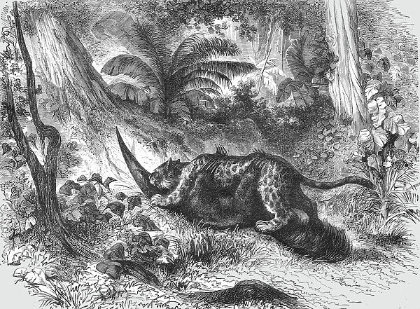 Conflict between the Jaguar and Ant-Eater; A Trip up the Trombetas, 1875. Creator: Unknown