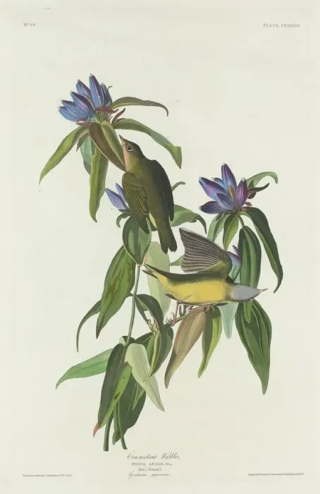 Framed Print : Connecticut Warbler, 1832. Creator: Robert Havell Framed Print : Connecticut Warbler, 1832. Creator: Robert Havell