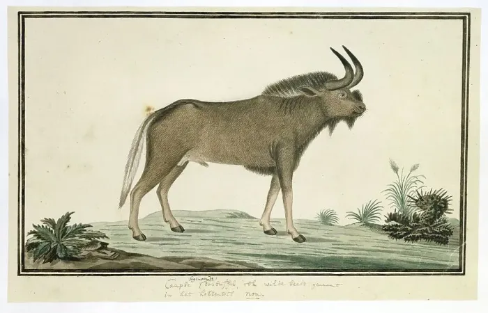 Framed Print : Connochaetes gnou (Black wildebeest), 1777-1786. Creator: Robert Jacob Gordon Framed Print : Connochaetes gnou (Black wildebeest), 1777-1786. Creator: Robert Jacob Gordon
