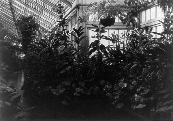 Conservatory of White House, between 1889 and 1906. Creator: Frances Benjamin Johnston