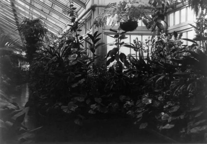 Framed Print : Conservatory of White House, between 1889 and 1906. Creator: Frances Benjamin Johnston Framed Print : Conservatory of White House, between 1889 and 1906. Creator: Frances Benjamin Johnston