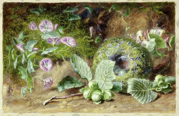 Framed Print : Convobuli and Nest, c. 1863. Creator: Jabez Bligh Framed Print : Convobuli and Nest, c. 1863. Creator: Jabez Bligh