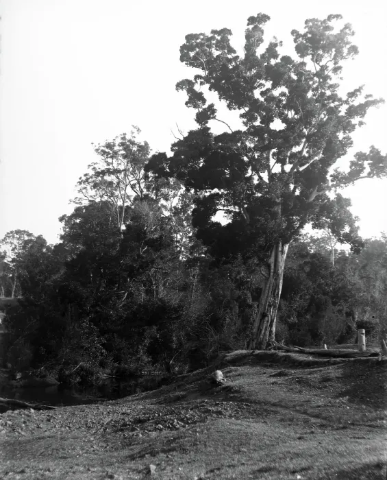 Framed Print : Coomera River - Upper Coomera, c1880s. Creator: Robert Augustus Henry L'Estrange. Coomera River - Upper Coomera, c1880s. Creator: Robert Augustus Henry L'Estrange Framed Print : Coomera River - Upper Coomera, c1880s. Creator: Robert Augustus Henry L'Estrange. Coomera River - Upper Coomera, c1880s. Creator: Robert Augustus Henry L'Estrange