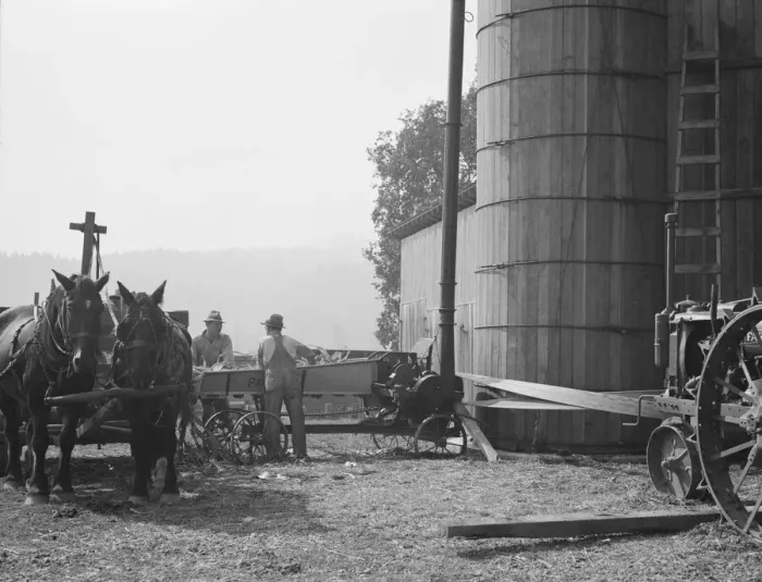 Framed Print : Cooperating farmers feeding corn from the wagon... near West Carlton, Yamhill County, Oregon, 1939. Creator: Dorothea Lange Framed Print : Cooperating farmers feeding corn from the wagon... near West Carlton, Yamhill County, Oregon, 1939. Creator: Dorothea Lange