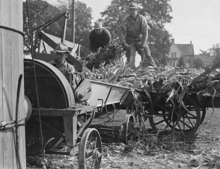 Framed Print : Cooperating farmers feeding corn from the wagon... Yamhill County, Oregon, 1939. Creator: Dorothea Lange Framed Print : Cooperating farmers feeding corn from the wagon... Yamhill County, Oregon, 1939. Creator: Dorothea Lange
