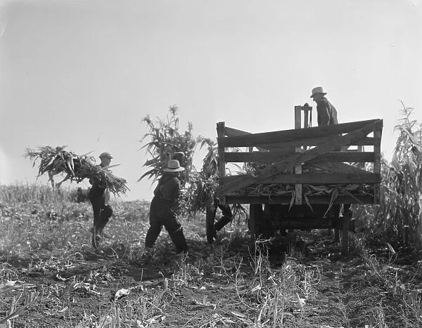 Cooperating farmers load wagons with corn... Yamhill County, Oregon, 1939. Creator: Dorothea Lange