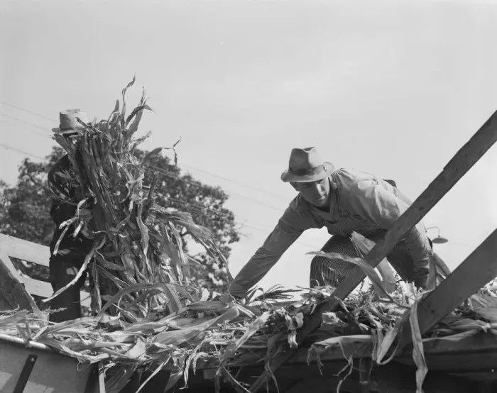 Framed Print : Cooperating farmers with wagonload of corn... Yamhill County, Oregon, 1939. Creator: Dorothea Lange Framed Print : Cooperating farmers with wagonload of corn... Yamhill County, Oregon, 1939. Creator: Dorothea Lange