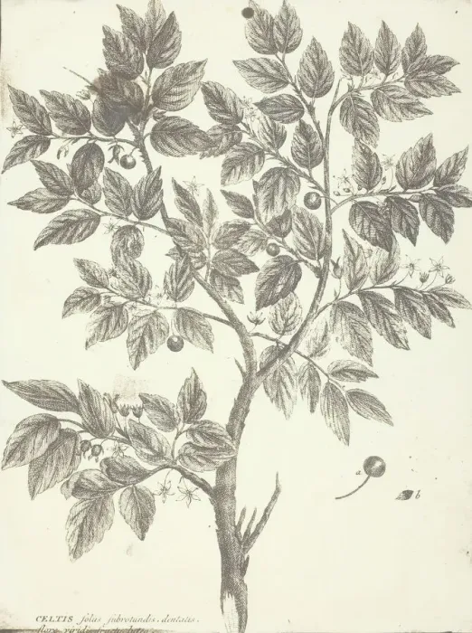 Framed Print : Copy of Botanical Engraving of Celtis, 1840 / 45 Framed Print : Copy of Botanical Engraving of Celtis, 1840 / 45