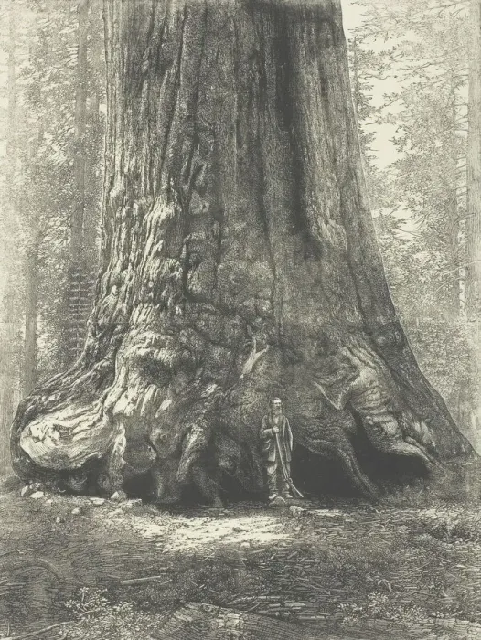 Framed Print : Copy of Carleton Watkins Galen Clark Before the Grizzly Giant, c. 1863 Framed Print : Copy of Carleton Watkins Galen Clark Before the Grizzly Giant, c. 1863