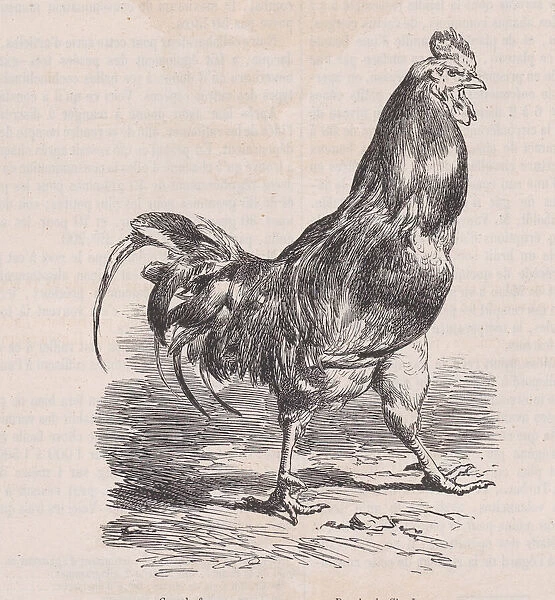 Coq de ferme; race commune. ; from Magasin Pittoresque, ca. 1852