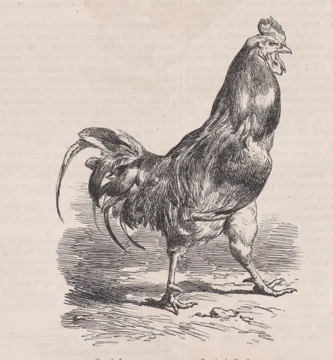 Framed Print : Coq de ferme; race commune. ; from Magasin Pittoresque, ca. 1852 Framed Print : Coq de ferme; race commune. ; from Magasin Pittoresque, ca. 1852