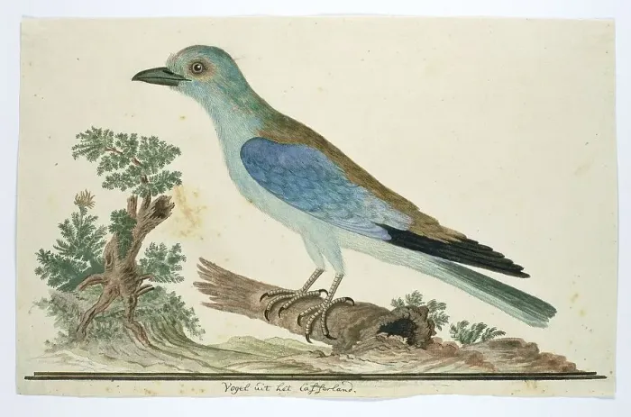 Framed Print : Coracius garrulus (European roller), 1777-1786. Creator: Robert Jacob Gordon Framed Print : Coracius garrulus (European roller), 1777-1786. Creator: Robert Jacob Gordon