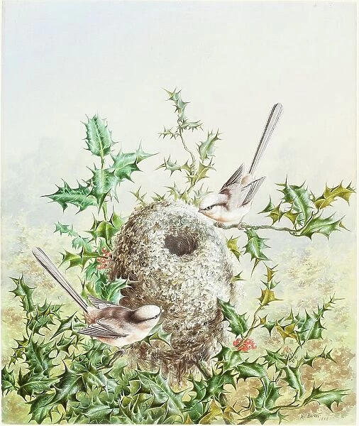 Coral Buntings and Their Nest in a Holly Tree, 1878. Creator: Harry Bright