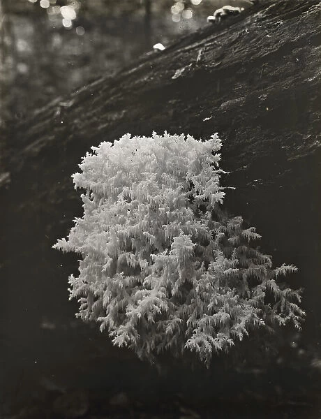 Coral mushroom (Ramaria), between 1910 and 1935. Creator: Frances Benjamin Johnston