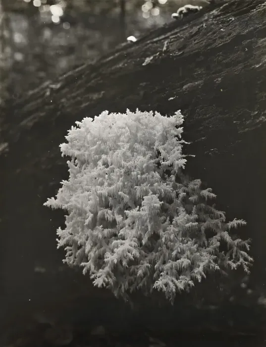 Framed Print : Coral mushroom (Ramaria), between 1910 and 1935. Creator: Frances Benjamin Johnston Framed Print : Coral mushroom (Ramaria), between 1910 and 1935. Creator: Frances Benjamin Johnston