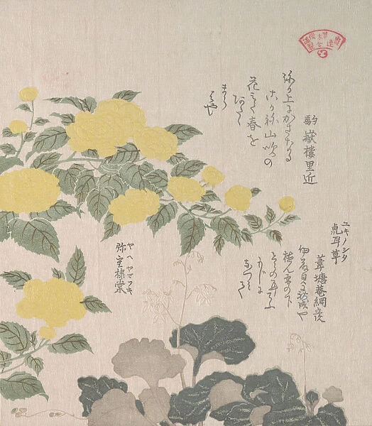 Corchorus (or Yellow Rose) and Creeping Saxifrage, 19th century. Creator: Kubo Shunman