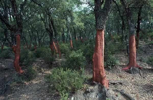 Cork Oak Trees