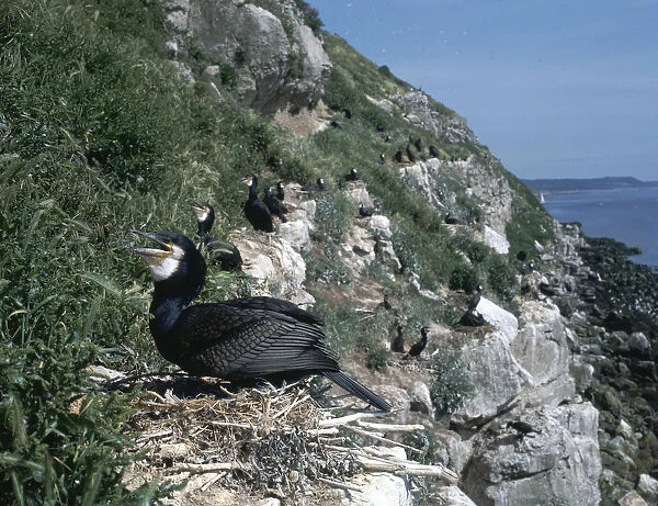 Cormorant. A cormorant (Phalaerocorax carbo)