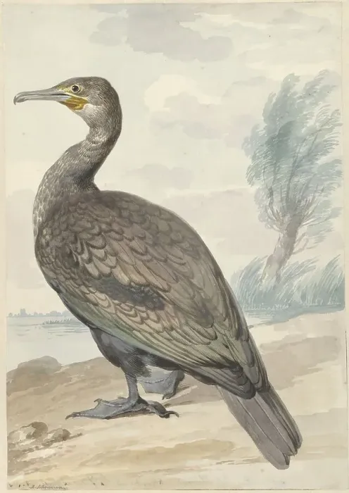 Framed Print : Cormorant, 1720-1792. Creator: Aert Schouman Framed Print : Cormorant, 1720-1792. Creator: Aert Schouman