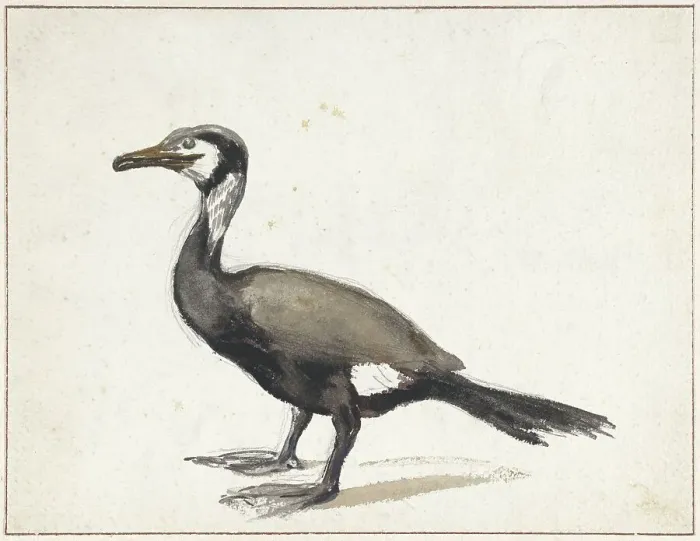 Framed Print : Cormorant, 1832-1897. Creator: Willem Roelofs Framed Print : Cormorant, 1832-1897. Creator: Willem Roelofs