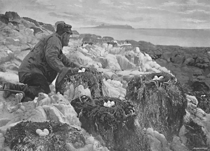 Framed Print : Cormorants Nests, Farne Islands, c1896. Artist: M Aunty Framed Print : Cormorants Nests, Farne Islands, c1896. Artist: M Aunty
