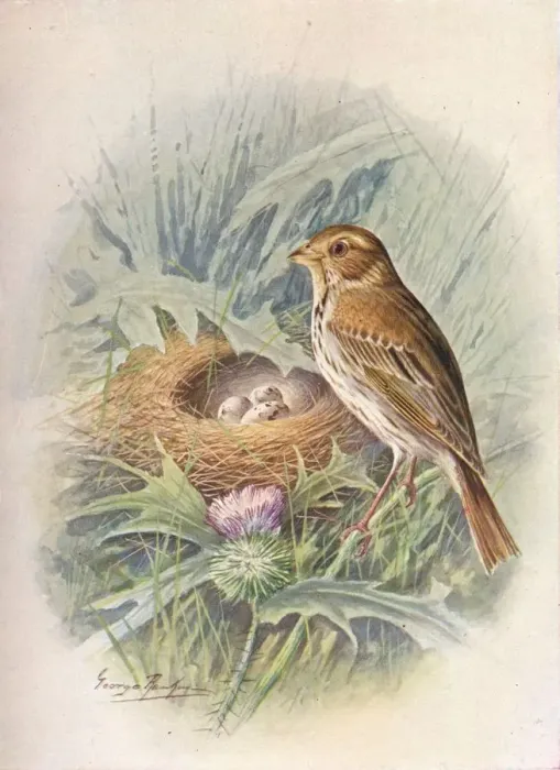 Framed Print : Corn-Bunting - Emberi za milia ria, c1910, (1910). Artist: George James Rankin Framed Print : Corn-Bunting - Emberi za milia ria, c1910, (1910). Artist: George James Rankin