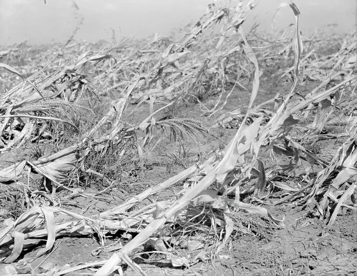 Framed Print : Corn, dried up and lying in the field, between Dallas and Waco, Texas, 1936. Creator: Dorothea Lange Framed Print : Corn, dried up and lying in the field, between Dallas and Waco, Texas, 1936. Creator: Dorothea Lange