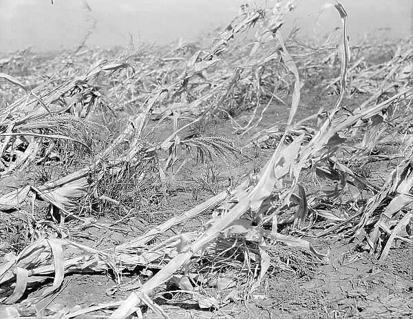 Corn, dried up and lying in the field, between Dallas and Waco, Texas, 1936. Creator: Dorothea Lange
