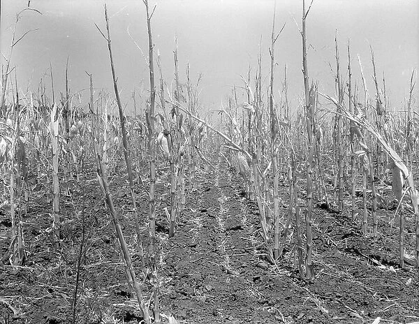 Corn, drought-stricken and eaten off by grasshoppers, Near Russelville, Arkansas, 1936. Creator: Dorothea Lange