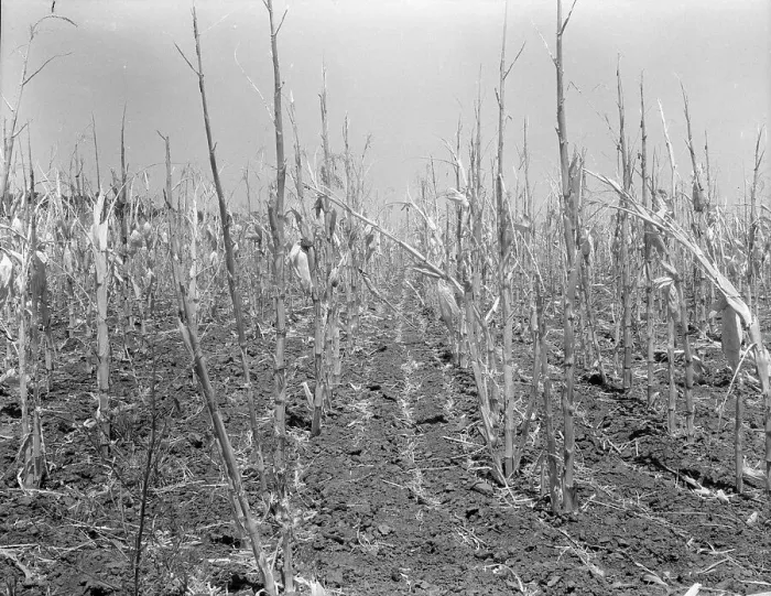 Framed Print : Corn, drought-stricken and eaten off by grasshoppers, Near Russelville, Arkansas, 1936. Creator: Dorothea Lange Framed Print : Corn, drought-stricken and eaten off by grasshoppers, Near Russelville, Arkansas, 1936. Creator: Dorothea Lange